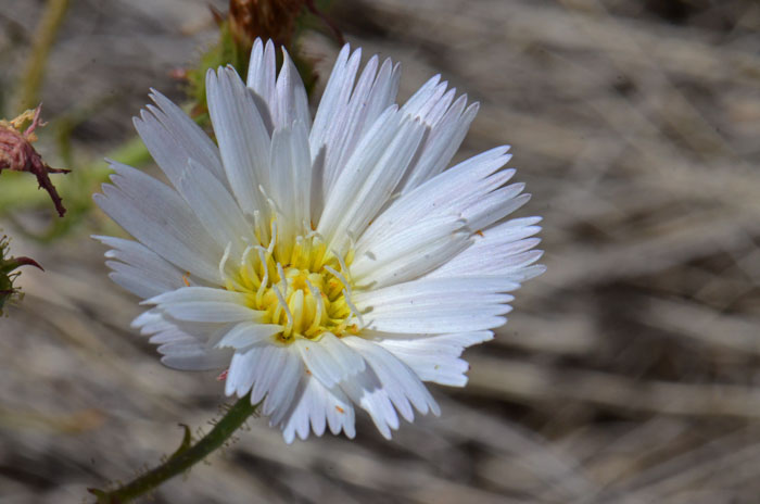 White Tackstem is a member of the Asteraceae and one of the prettiest spring wildflowers in the southwest United States deserts. Calycoseris wrightii 